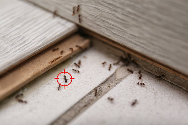 Reliable Wilsonville, AL Pest Control Solutions