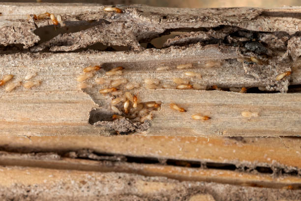 Best Wasp Removal Services  in Wilsonville, AL